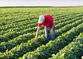 Agroecology: Integrating Biodiversity into Farming Systems