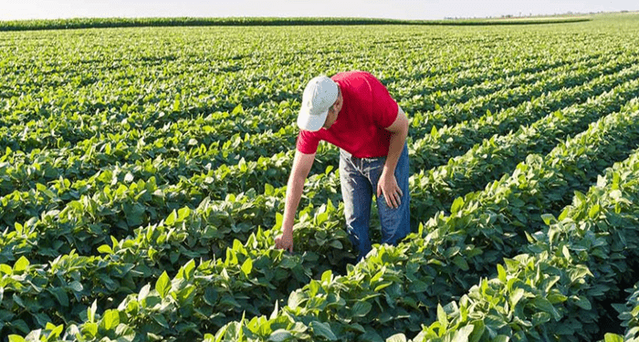 Agroecology: Integrating Biodiversity into Farming Systems